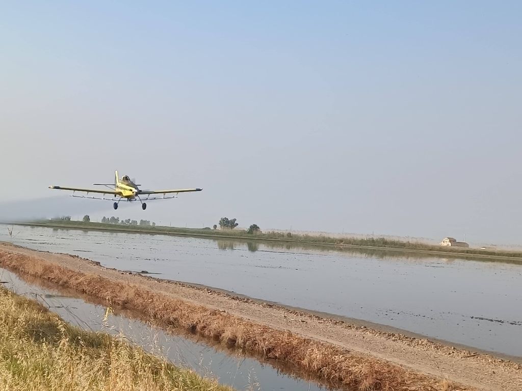 Tratamientos aéreos en más de 6.500 hectáreas de arrozal para el control del mosquito que puede transmitir el VNO